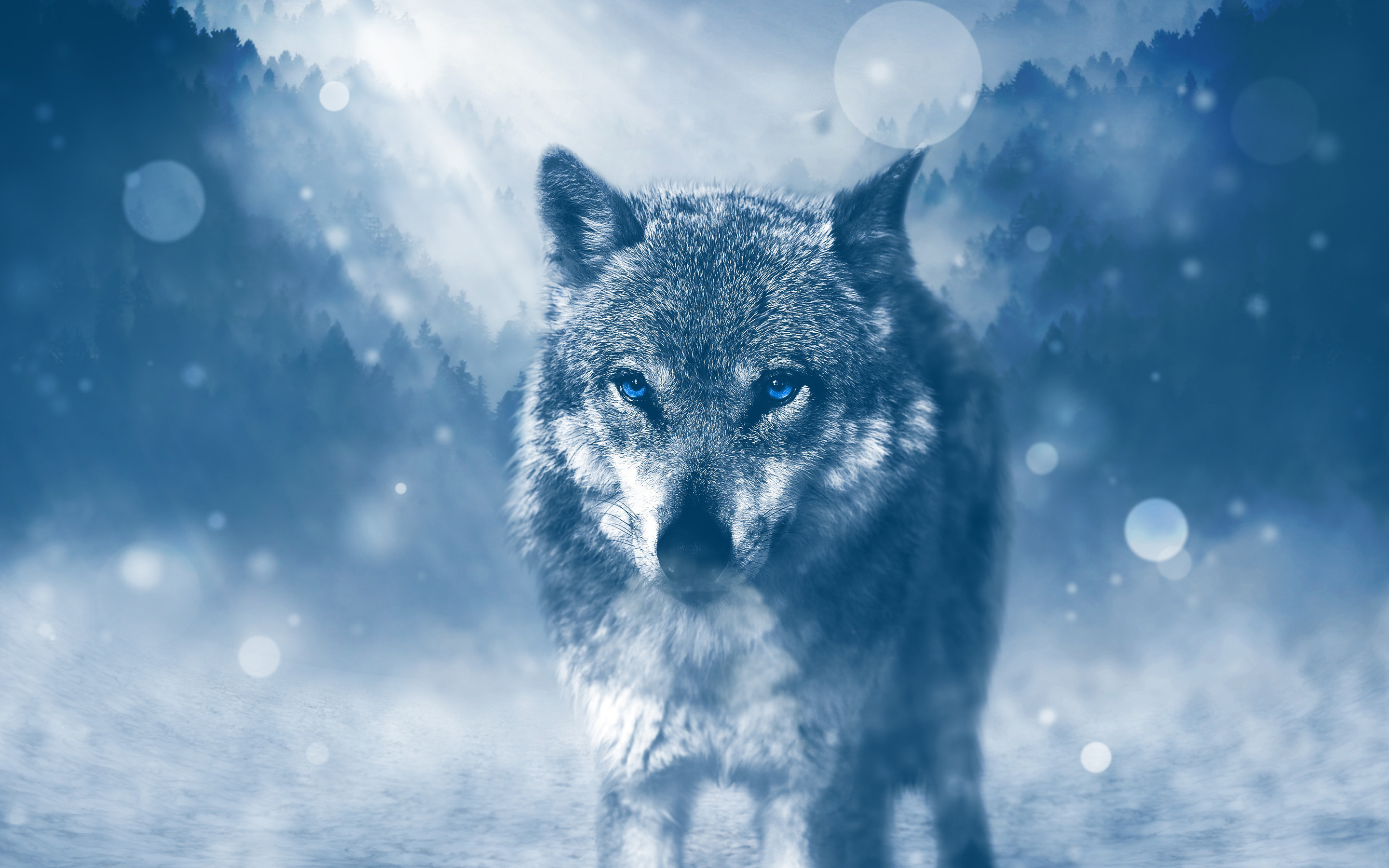 Winter Wolf 4K6964513969 - Winter Wolf 4K - Wolf, Winter